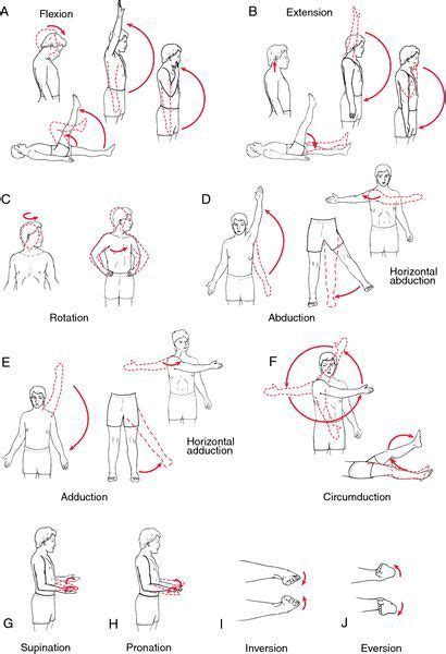 range  motion images  pinterest work outs anatomy  human anatomy