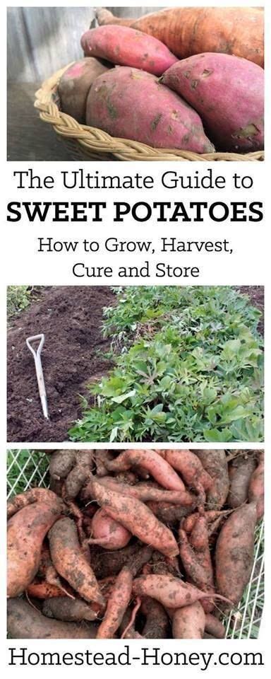 plant  harvest sweet potatoes vegetablegardening growing