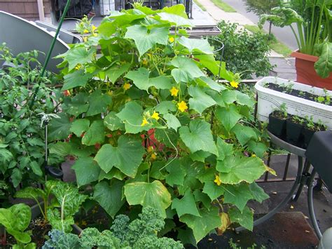 captive roots growing cucumbers  containers