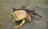 Afbeeldingsresultaten voor Octopus Crab. Grootte: 166 x 100. Bron: www.youtube.com