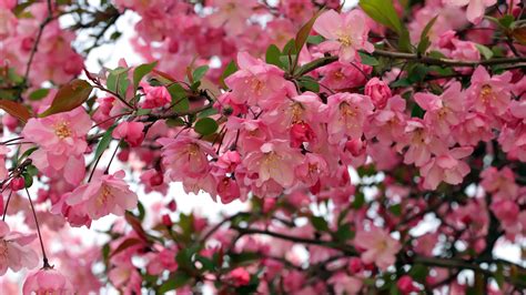 spring apple bloom blossom flowers  branch  hd flowers wallpapers