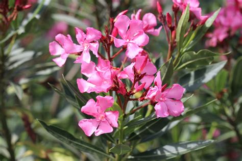 oleander umtopfen infos zu zeitpunkt substrat und duenger