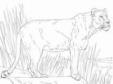 Lioness Coloring Pages Printable sketch template