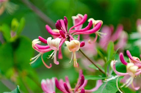 japanese honeysuckle problematic weed  outstanding herbal remedy  decide survive
