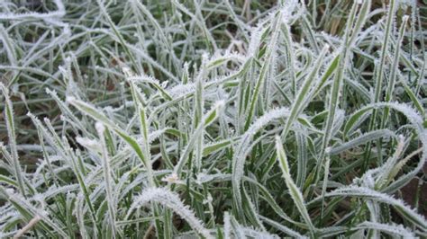environment canada issues frost advisory  toronto cpcom
