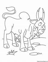 Coloring Pages Ox Sad Animals Sheets Domestic Bull Colouring Kids Animal Cat sketch template