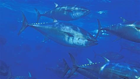 fisheries managers  reject bid  hike quota  pacific bluefin tuna  pew charitable