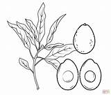 Awokado Aguacate Aguacates Avocat Owoce Supercoloring Drzewo Rama Kolorowanka Pintar sketch template