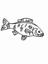 Coloring Pages Carp Fish Printable Recommended sketch template