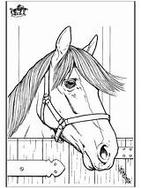 Horse Coloring Pages Head Horses Animals Printable Fargelegg Print Sheets Kids Books Hester Drawings Funnycoloring Animal Af Colouring Visit Popular sketch template