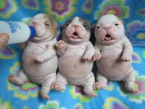 three chubby puppies r aww photoshopbattles