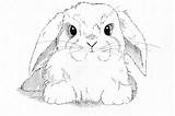 Lop Eared Bunnies Callan Colouring 27th sketch template