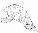 Coloring Turtle Pages Turtles Sea Printable Kids Colouring Adult Adults Print Coloringhome Popular sketch template