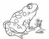 Frog Coloring Pages Tree Red Pond Bullfrog Cute Colouring Prince Eye Eyed Color Comments Life Coloringhome Flower Getdrawings Getcolorings Popular sketch template