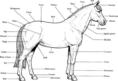 labelled diagram   horse