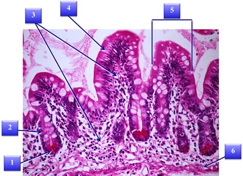 Sos Biologia Celular Y Tisular Digestivo Intestino 1 Histology Of