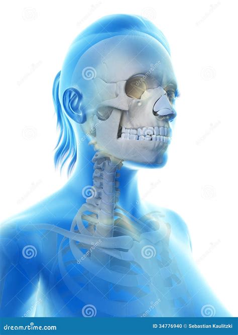 female skull stock illustration illustration  neck