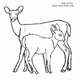 Fawn Deer Doe Coloring Drawing Pages Tailed Whitetail Backyard Color Nature Tail Animals Drawings Line Books Kids Sketch Getdrawings Colouring sketch template