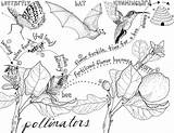 Coloring Pollination Pages Colouring Pollinators Designlooter Urban Agriculture 61kb 740px Choose Board Farming sketch template