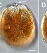 Afbeeldingsresultaten voor "ostreopsis Lenticularis". Grootte: 162 x 82. Bron: www.researchgate.net