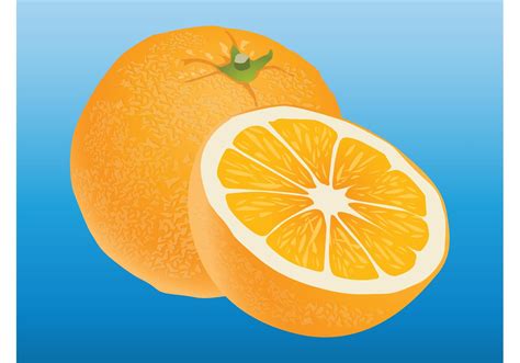 orange   vector art stock graphics images