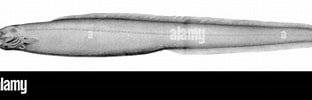 Afbeeldingsresultaten voor Simenchelys parasitica Stam. Grootte: 312 x 84. Bron: www.alamy.com