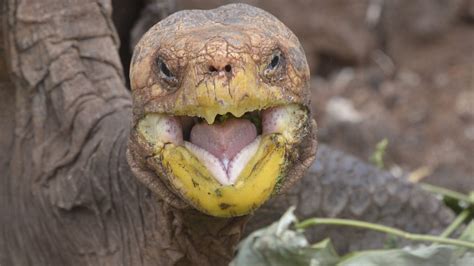 100 year old tortoise sex god retires after making 800 species saving