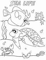 Coloring Pages Sea Life Getdrawings Preschool Marine sketch template