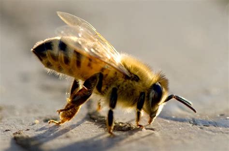 Our Chemicals Are Killing Honey Bees Sex Lives Huffpost