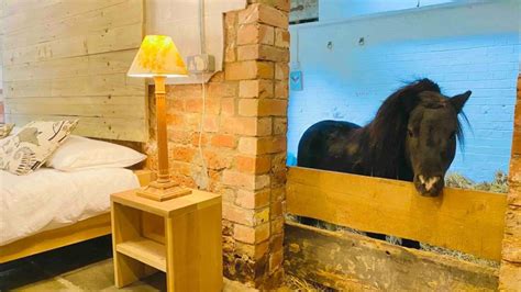 staat een paard  de gang overnacht met minipaardje   eeuwse airbnb reislevennl