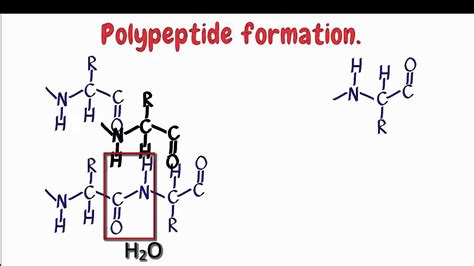 polypeptide slideshare