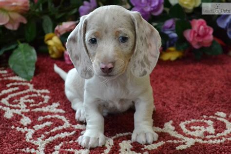 Puppies For Sale From Mgm Dachshunds Member Since March 2005