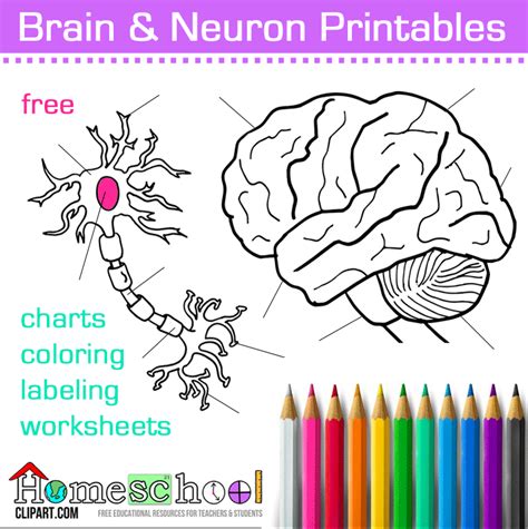 discover  wonders   nervous system  fun brain activities
