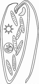 Euglena Worksheet Ameba Biologycorner Chloroplasts Microscope Protist sketch template