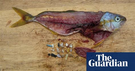 Objets D Art From Plastic Soup Environment The Guardian