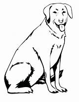 Coloring Labrador Lab Pages Dog Drawing Line Yellow Chocolate Printable Sitting Clipart Dogs Retriever Service Color Colouring Book Puppy Realistic sketch template