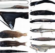 Afbeeldingsresultaten voor "nemichthys Curvirostris". Grootte: 190 x 185. Bron: www.researchgate.net