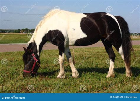 pony grazing  roadside stock photo image  farm rural