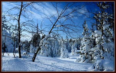fondos de pantalla  estaciones del ano invierno bosques nieve arboles rama naturaleza