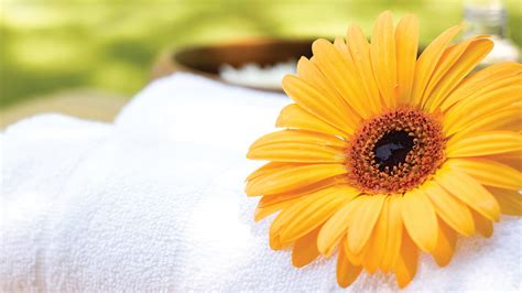 discover  benefits  sunflower  skincare american spa