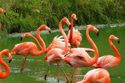 filecaribbean flamingojpg wikimedia commons