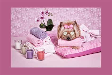 dog spa treatment  home pamper  pooch   relaxing spa day