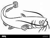 Pesce Gatto Catfish Wels Poisson Sfondo Clipdealer Illustrazioni Webstockreview Cliparts Vektoren sketch template