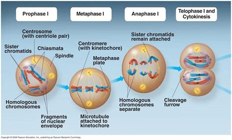 penjelasan tentang meiosis