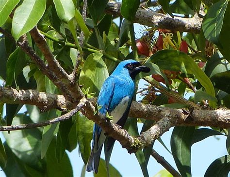 swallow tanager zwaluw tangare