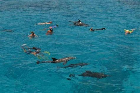 dolfijn huis dag snorkeling excursie vanuit hurghada dolfijnen spotten vanuit hurghada