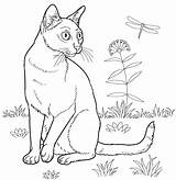 Coloring Cat Pages Adults Cats Printable Drawing Curious Kids Supercoloring Choose Board Bombay sketch template