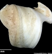 Afbeeldingsresultaten voor "teredora Malleolus". Grootte: 176 x 185. Bron: naturalhistory.museumwales.ac.uk