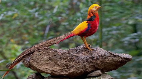 golden pheasant picture image abyss