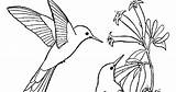 Beija Hummingbird sketch template
